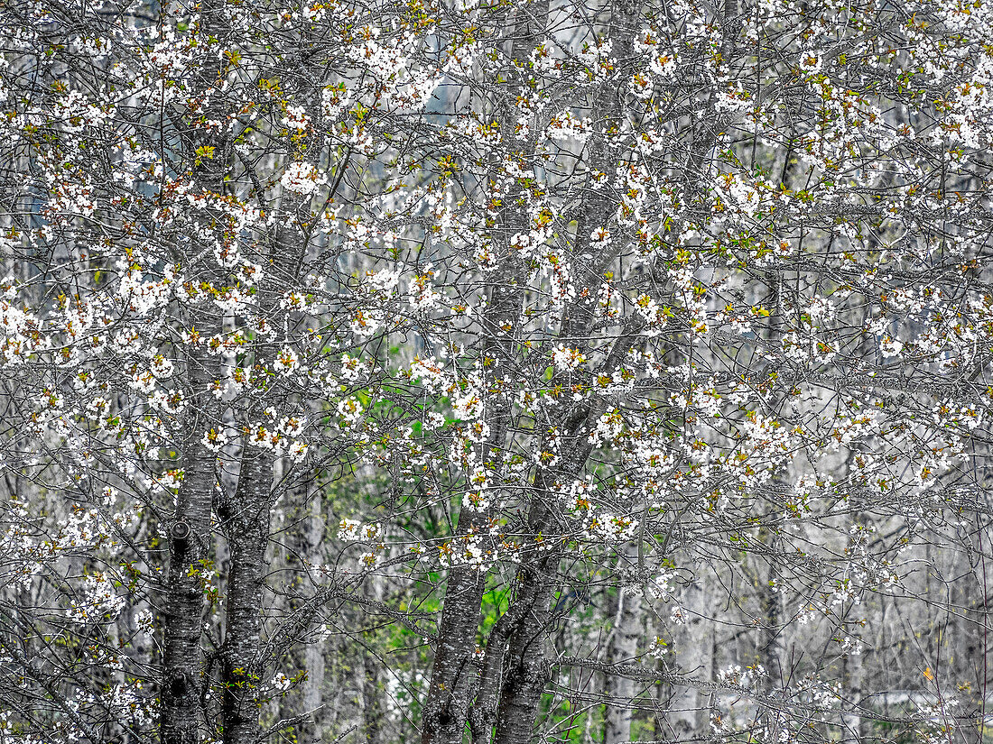 USA, Washington State, Fall City wild cherry springtime blooming