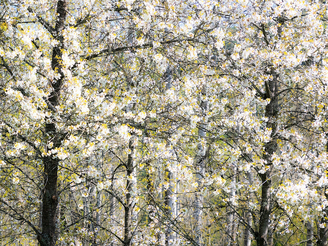 USA, Bundesstaat Washington, Fall City Frühjahrsblüte der Wildkirsche