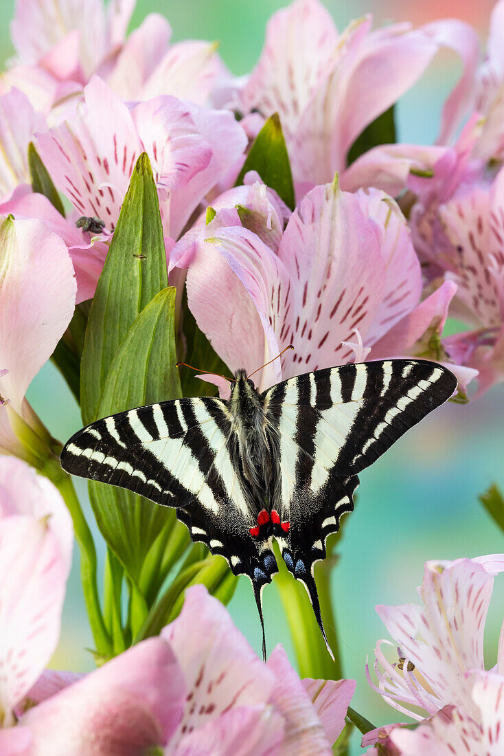 USA, Bundesstaat Washington, Sammamish. Zebra-Schwalbenschwanzfalter auf rosa Peruanischer Lilie
