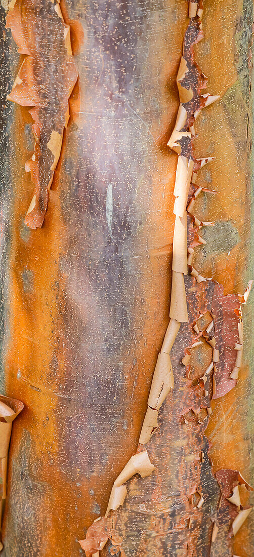 USA, Washington State. Bellevue Botanical garden and tree bark