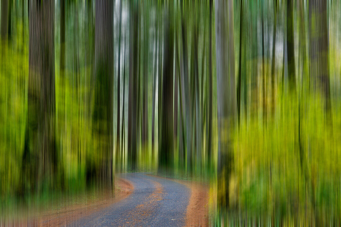 USA, Bundesstaat Washington, Darrington. Gebogene Fahrbahn in einem herbstlichen Wald aus Tannen und Bergahorn