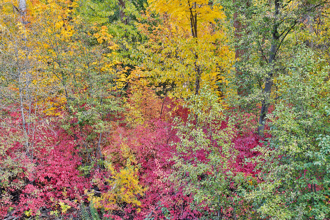 USA, Bundesstaat Washington. Cottonwoods und wilder Hartriegel entlang des Peshastin Creek, abseits des Highway 97