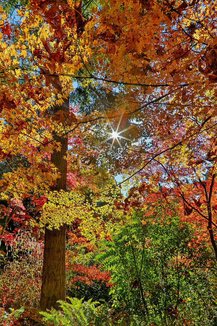 USA, Washington State, Seattle, Washington Arboretum with fall color on Japanese Maple trees
