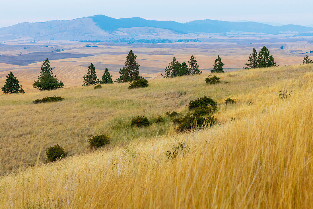USA, Washington State, Whitman County, Palouse. Fields of wheat near Farmington.