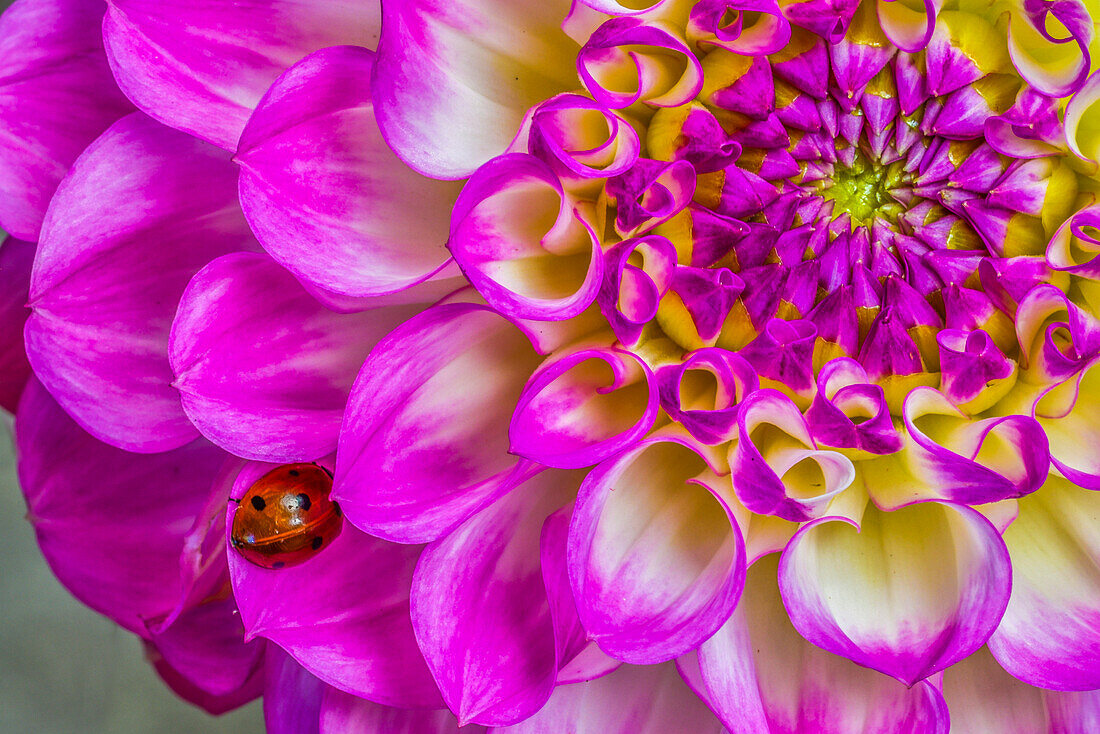 Usa, Washington State, Sammamish. Ladybug on a Dahlia