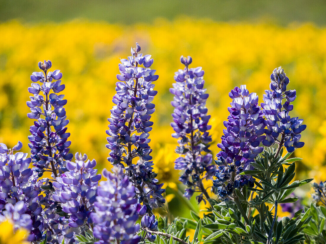 USA, Bundesstaat Washington, Klickitat County. Frühjahrsblüte mit Massenfeldern von Lupinen und Pfeilwurz in der Nähe des Dalles Mountain Ranch State Park.