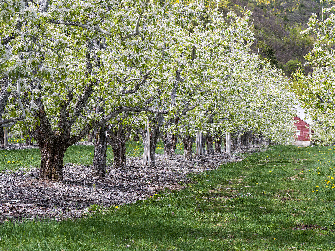 USA, Washington State, Chelan County. Orchard and rows of fruit trees in bloom in spring.