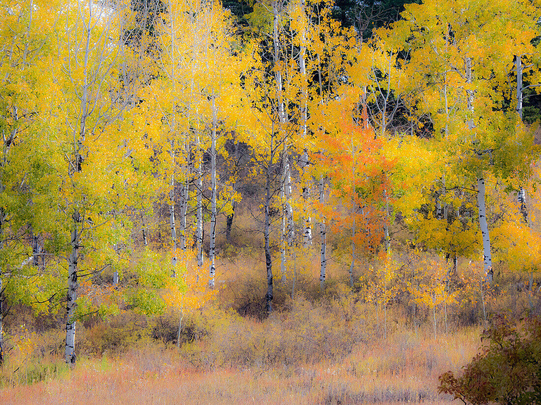 USA, Washington State, Okanogan County. Aspen trees in the fall.