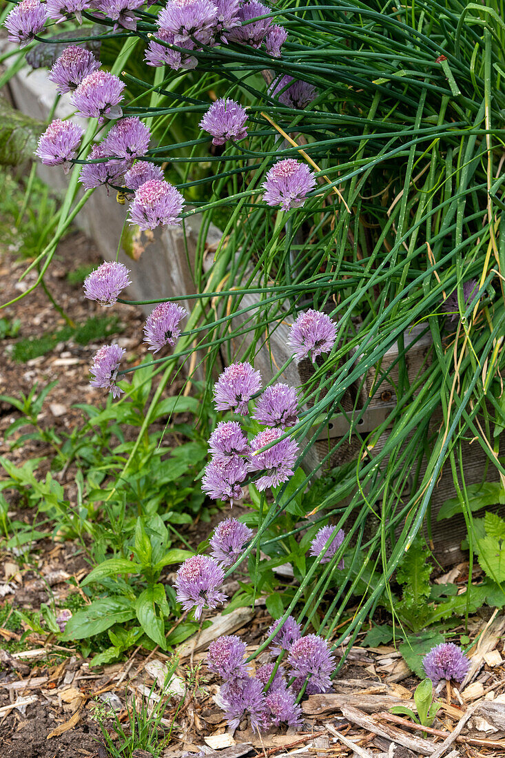 Issaquah, Washington State, USA. Over-wintered chive plants in blossom