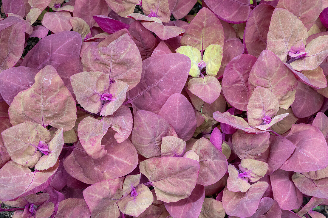Issaquah, Bundesstaat Washington, USA. Rote Orach- oder Purple Mountain Spinat-Pflanzen wachsen in einem Gemüsegarten.
