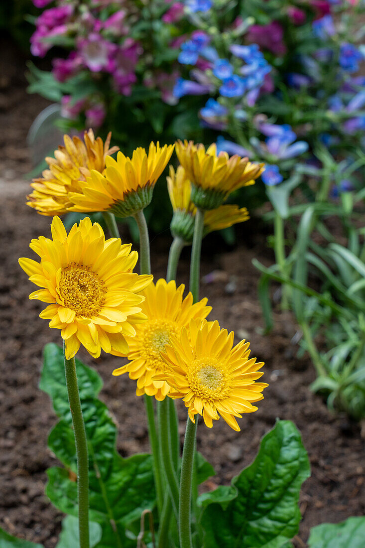 Issaquah, Washington State, USA. Garvinea Sweet Smile Gerber Daisies (yellow flowers).