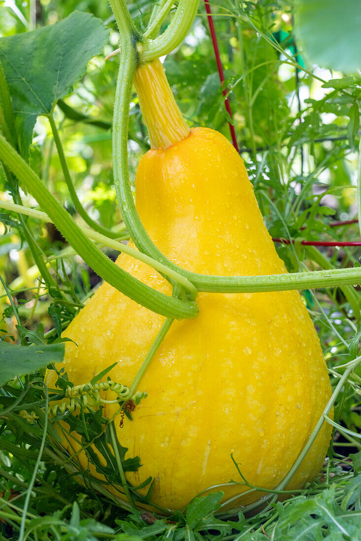 Issaquah, Washington State, USA. Yellow summer squash, grown to a very large size.
