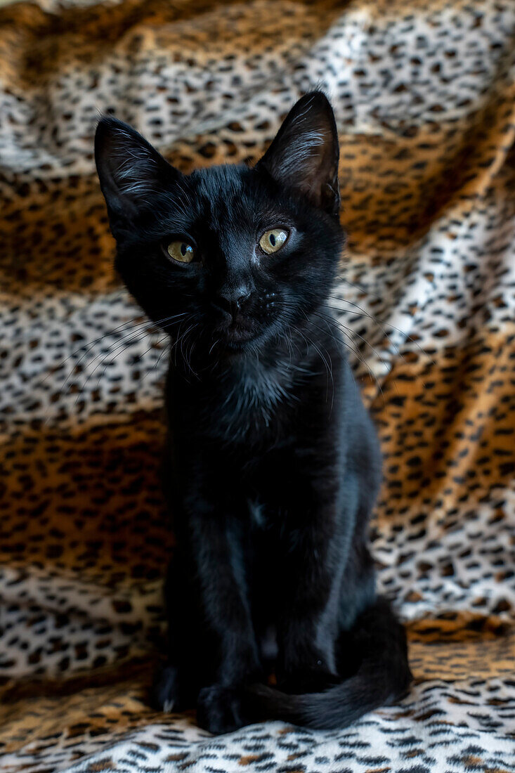 Zwei Monate altes schwarzes Kätzchen (PR)
