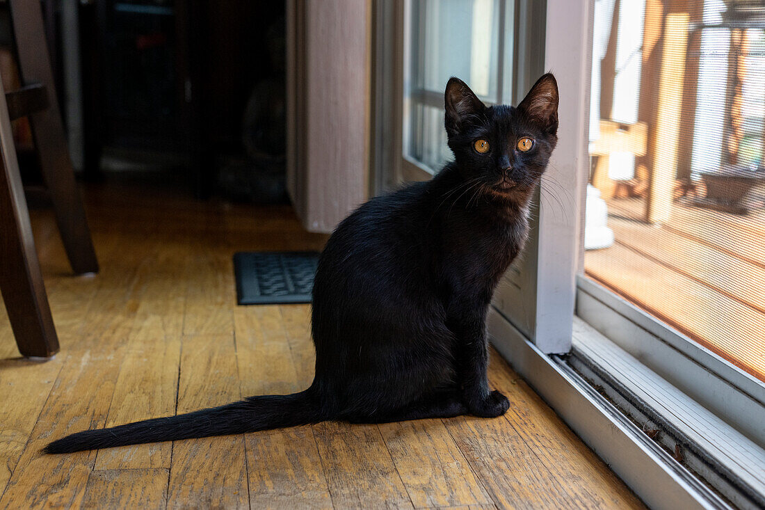 Two month old black kitten sitting by a sliding glass door (PR)