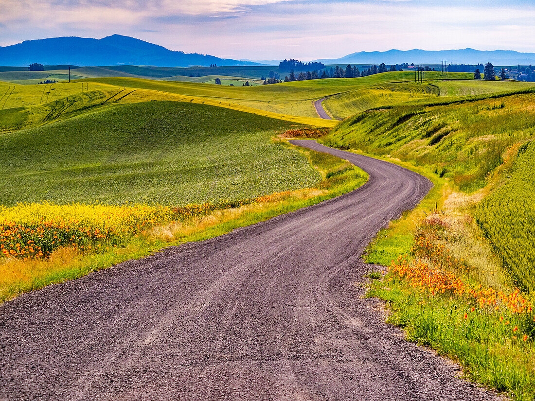 USA, Washington State, Palouse with gravel curved road edged with Poppies and Yellow Canola and wheat fields
