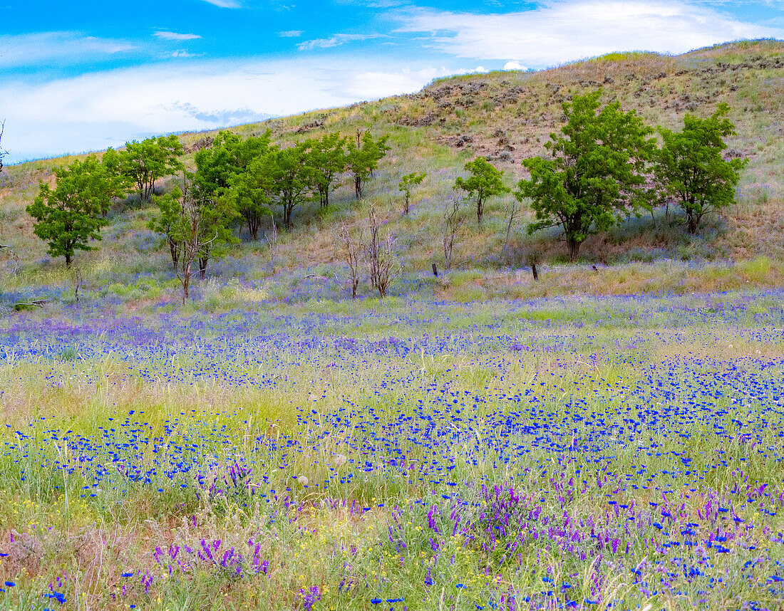 USA, Washington State, Palouse blue bachelor buttons in large field near Winona