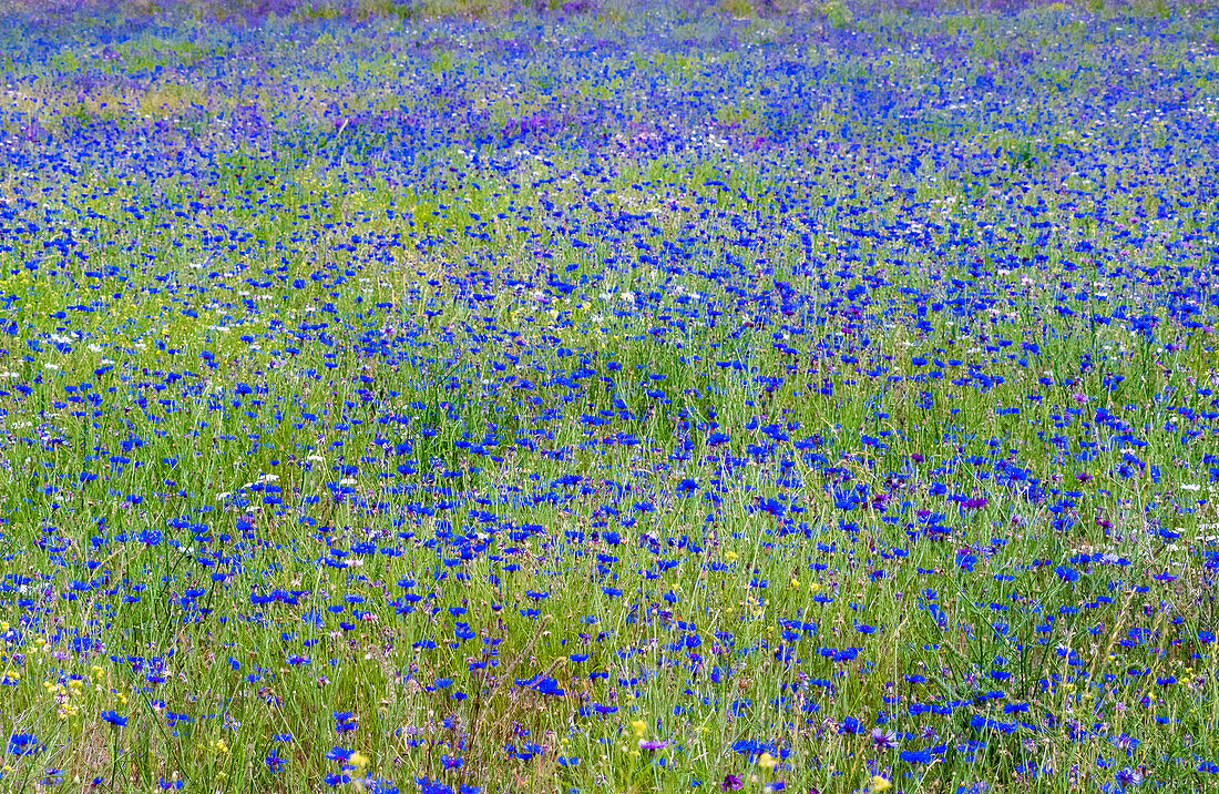 USA, Washington State, Palouse blaue Junggesellenknöpfe in großem Feld bei Winona