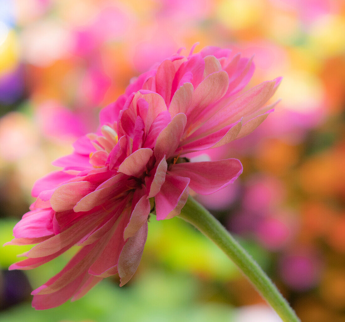 USA, Washington State, Pacific Northwest, Sammamish close-up of State Fair Zinnia