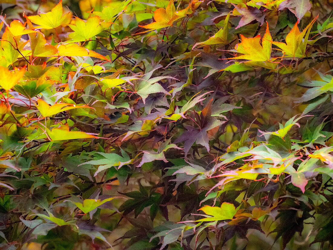 USA, Washington State, Sammamish Japanese Maple leaves