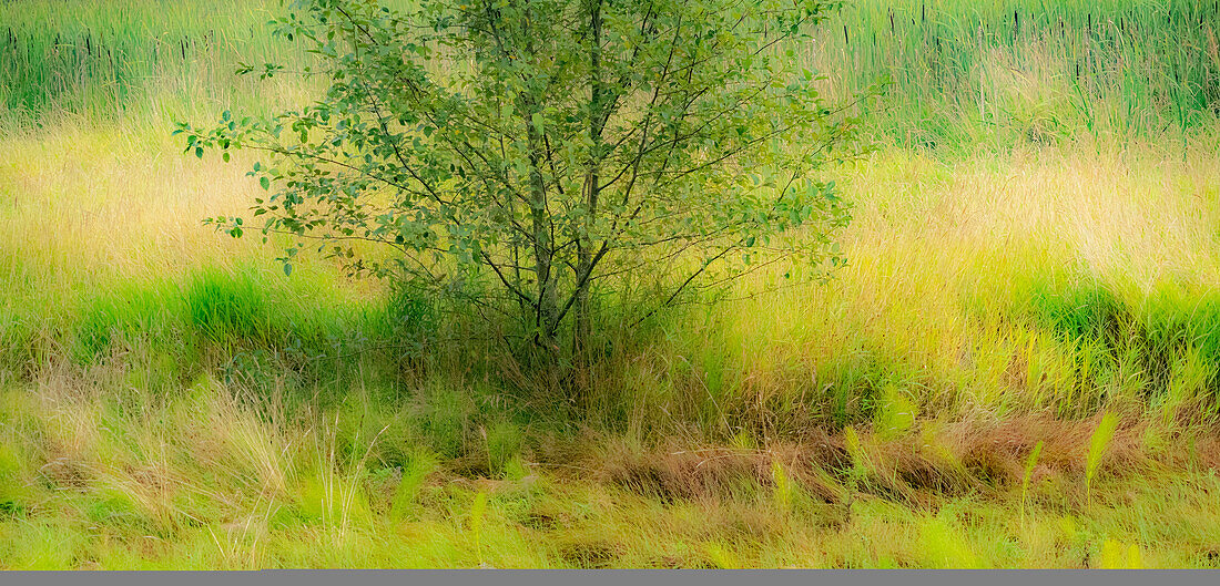 USA, Washington State, Bellevue Alder Tree in field surrounded by grass