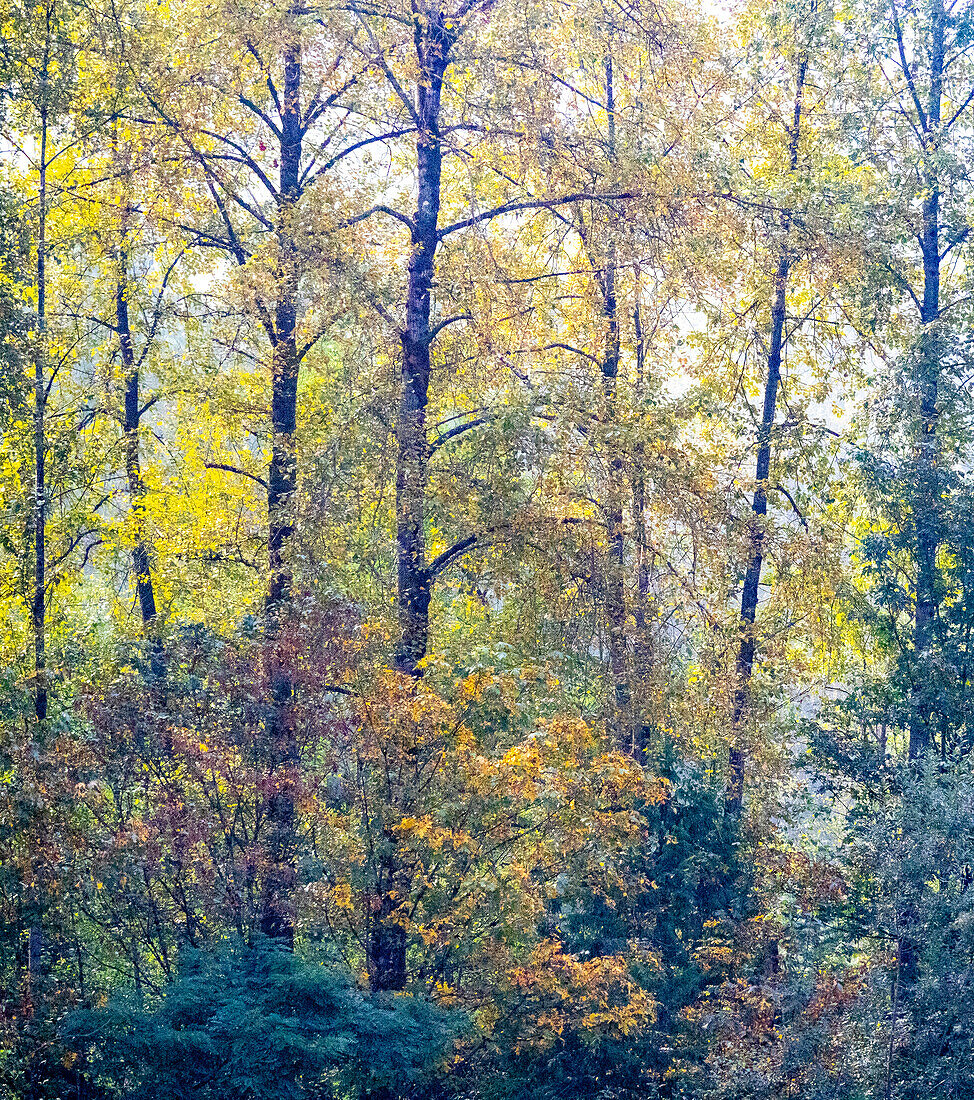 USA, Bundesstaat Washington, Preston mit Baumwollbäumen in Herbstfärbung