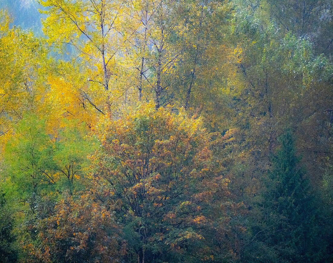 USA, Bundesstaat Washington, Preston mit Baumwollbäumen und Blattahorn in Herbstfarben