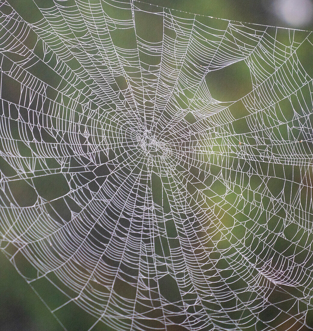 USA, Bundesstaat Washington, Pazifischer Nordwesten, Sammamish tauüberzogenes Spinnennetz