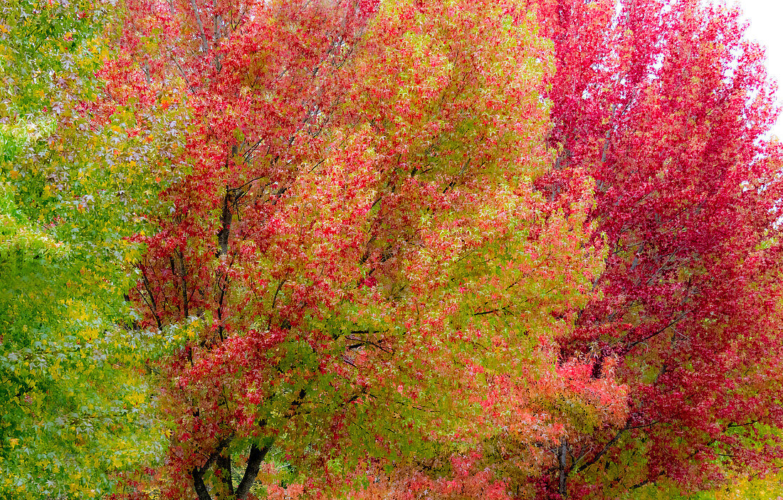 USA, Washington State, Issaquah mit herbstlich gefärbten Ahornbäumen entlang der Straßen im Stadtzentrum