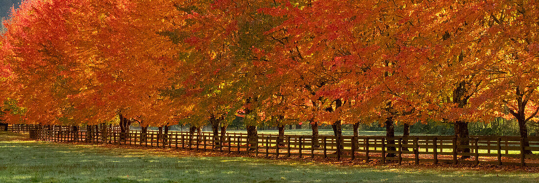 USA, Washington State, North Bend Zaun und baumgesäumte Einfahrt in Herbstfarben