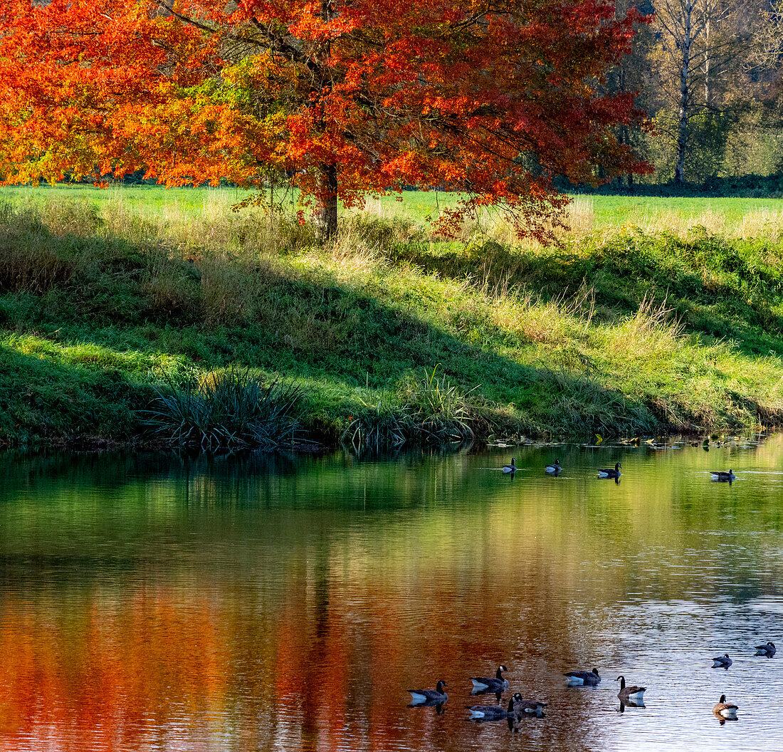 USA, Washington State, Fall City, Snoqualmie River and fall colored maple tree in reflection and Canada Geese