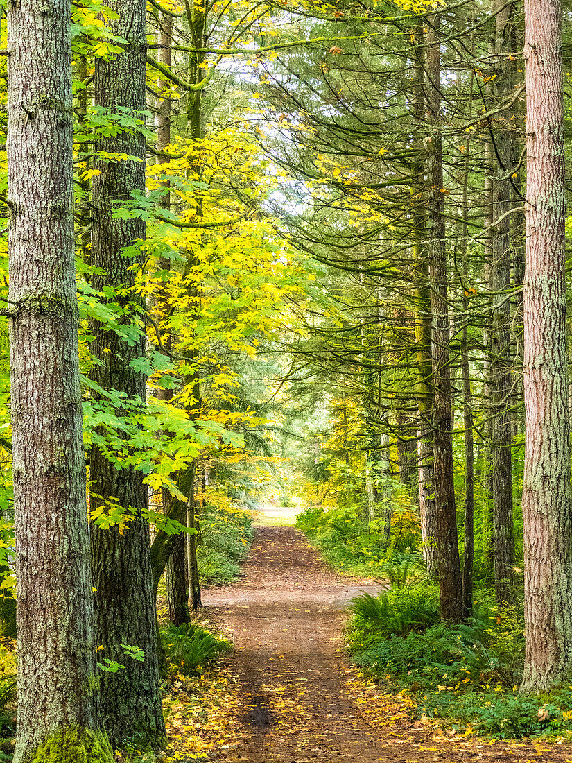 USA, Washington State, Sammamish with trail edged by evergreens and maple trees