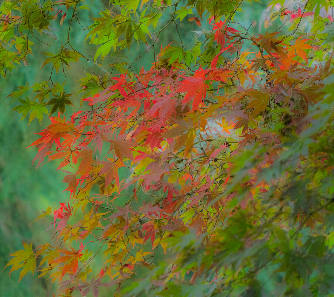 USA, Washington State, Sammamish Japanische Ahornblätter mit Herbstfarben