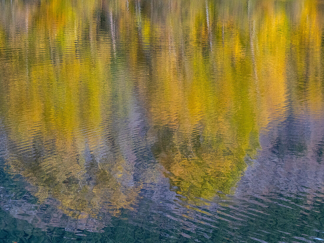 USA, Washington State, Easton and fall colors of Cottonwoods in small pond