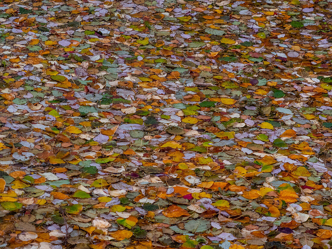 USA, Washington State, Cle Elum and fallen leaves covering small pond.