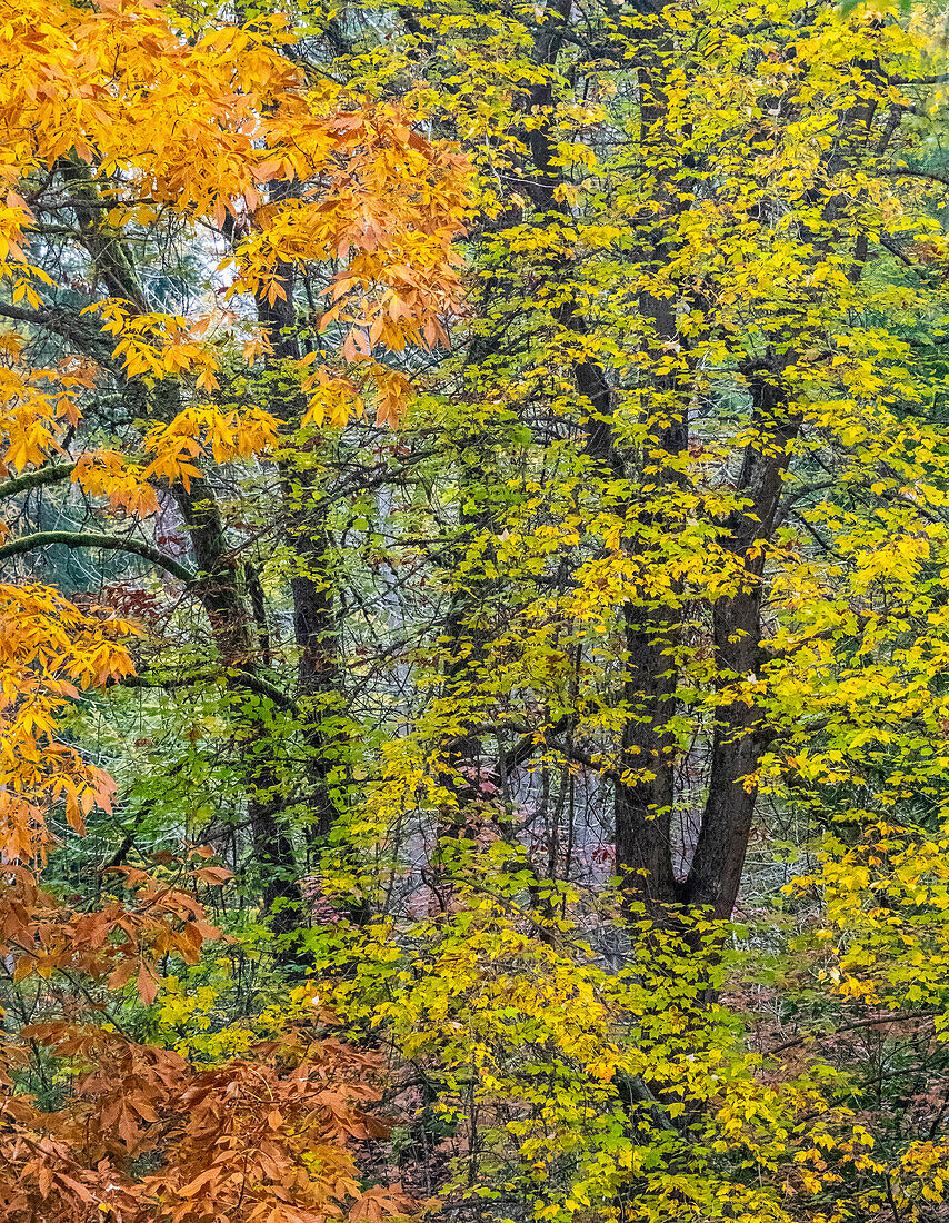 USA, Bundesstaat Washington, Easton und Herbstfärbung von Big Leaf Maple und Vine Maple