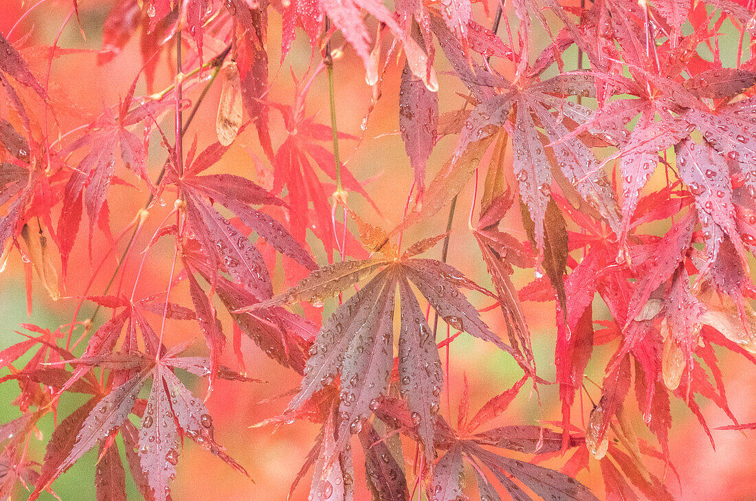 USA, Bundesstaat Washington, Pazifischer Nordwesten, Sammamish und rote japanische Ahornblätter mit Tautropfen