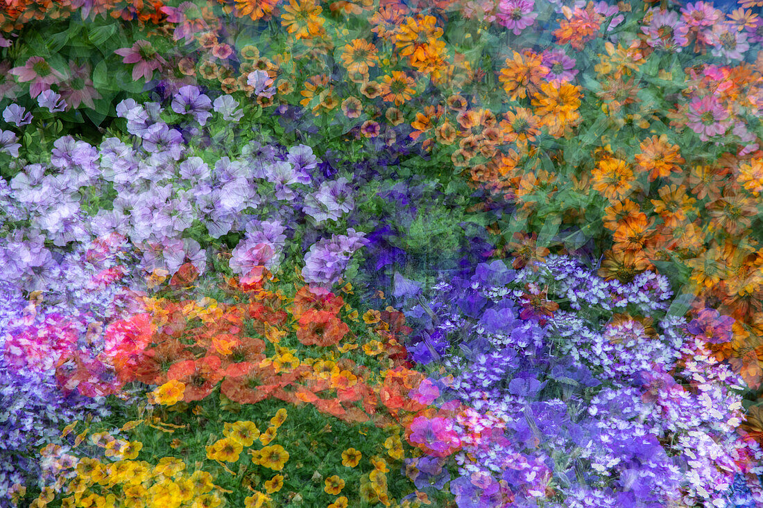 USA, Washington State, Pazifischer Nordwesten, Sammamish bunte Blumen und blauer Lattenzaun Mehrfachbelichtungen