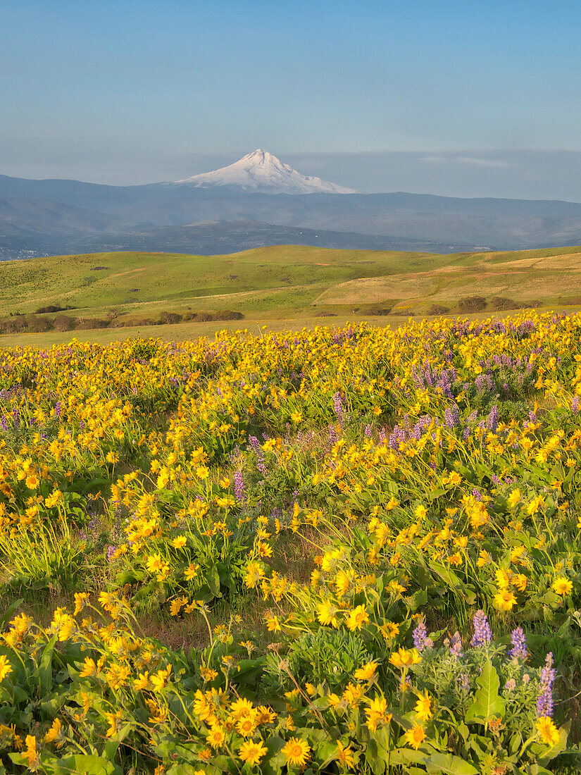 USA, Washington State. Arrowleaf balsamroot and lupine with Mount Hood in background