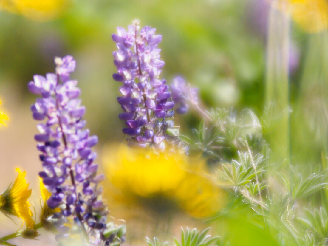 USA, Washington State. Close-up of Arrowleaf Balsamroot and lupine