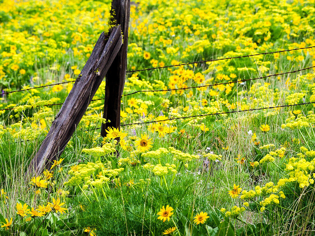 USA, Bundesstaat Washington. Zaunlinie mit Frühlings-Wildblumen