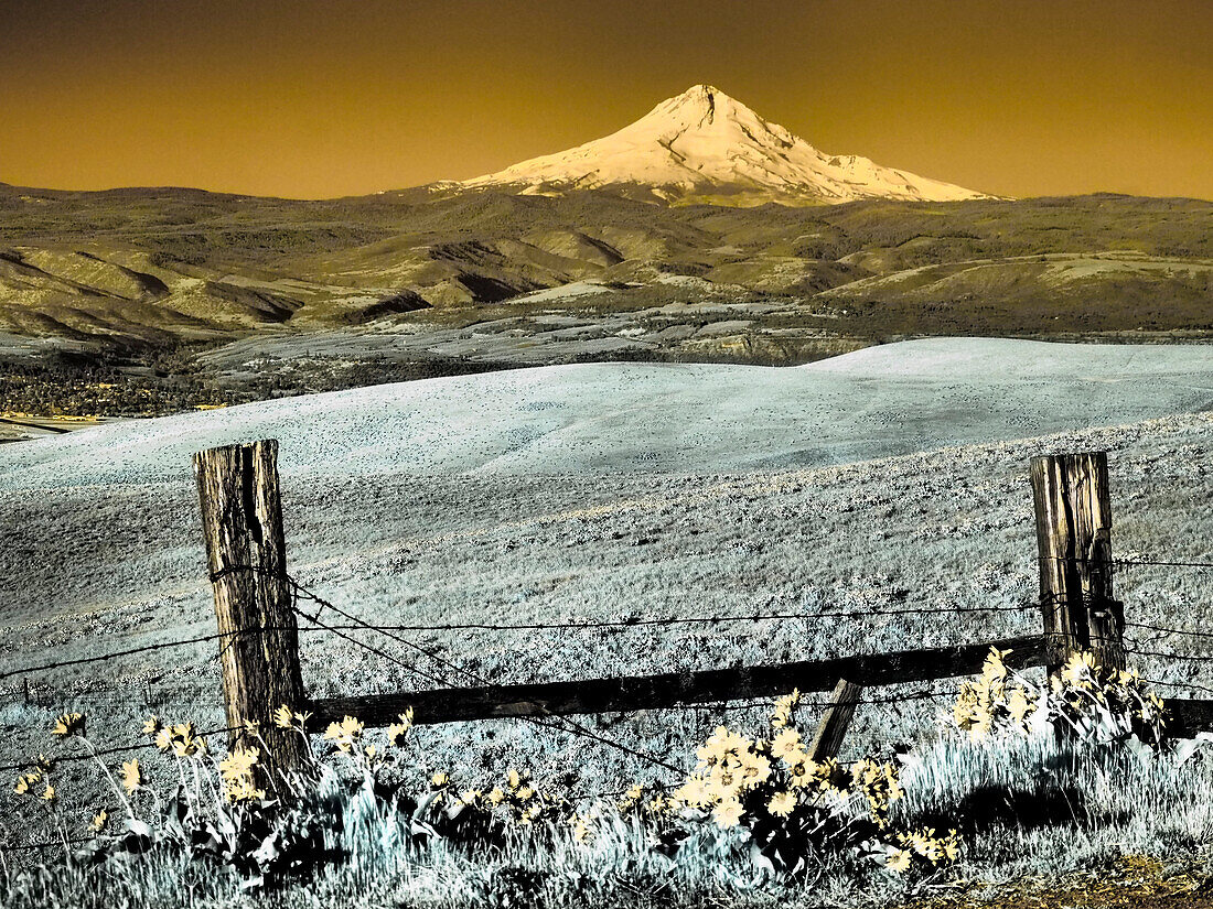 USA, Washington State. Infrared capture of wildflowers and Mount Hood