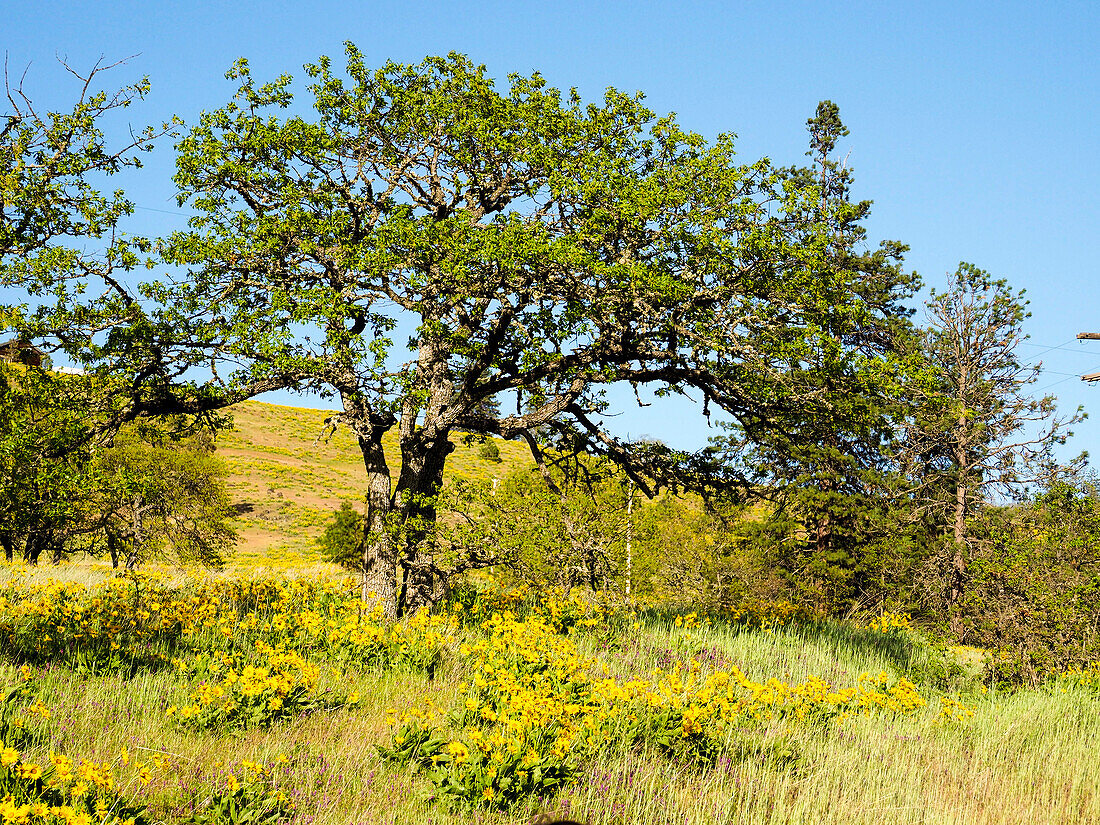 USA, Washington State. Oak Trees on Hill side with wildflowers