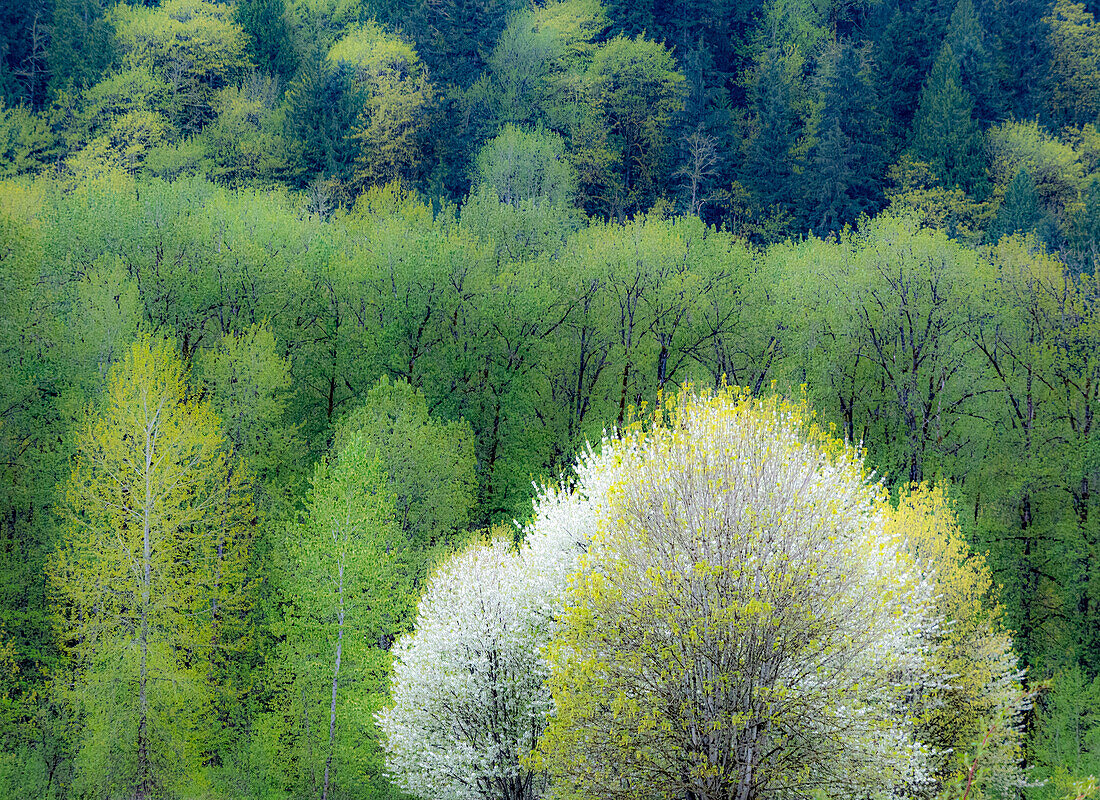 USA, Bundesstaat Washington, Pazifischer Nordwesten, Fall City, Frühling und blühende Wildkirsche zwischen Cottonwood-Bäumen
