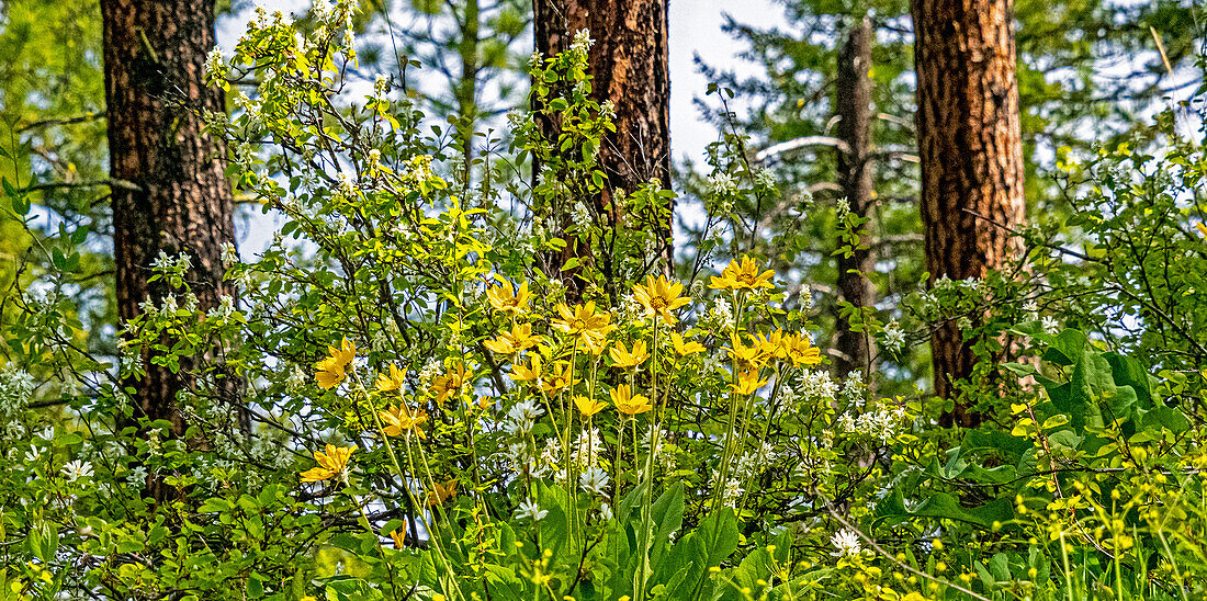 USA, Bundesstaat Washington, Leavenworth Balsamroot blüht unter Ponderosa Pine