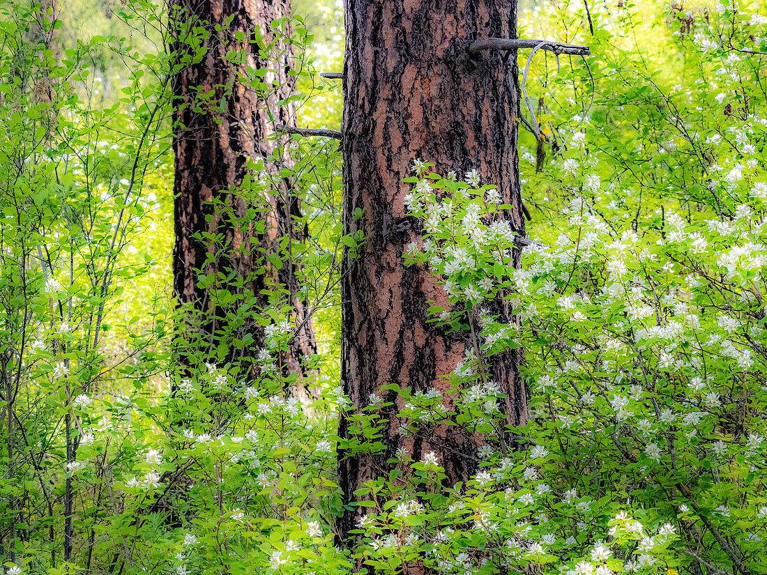 USA, Bundesstaat Washington, Leavenworth weiß blühender Strauch inmitten von Ponderosa Pine