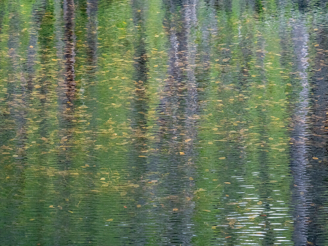 USA, Bundesstaat Washington, Old Cascade Highway abseits des Highway 2 und Teich, in dem sich Erlenbäume spiegeln