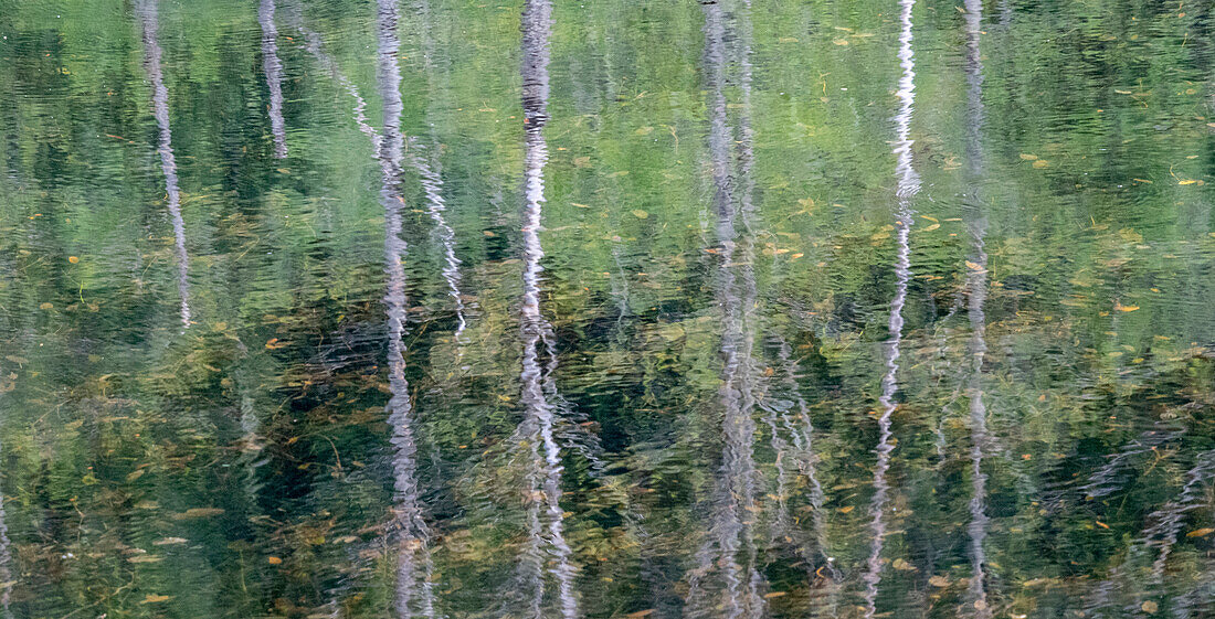 USA, Bundesstaat Washington, Old Cascade Highway abseits des Highway 2 und Teich mit Erlenbäumen