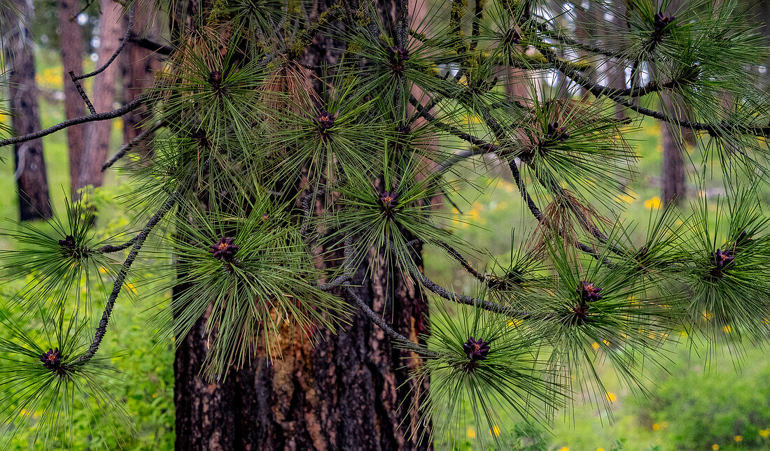 USA, Washington State, Table Mountain eastern Cascade Mountains and Ponderosa Pine