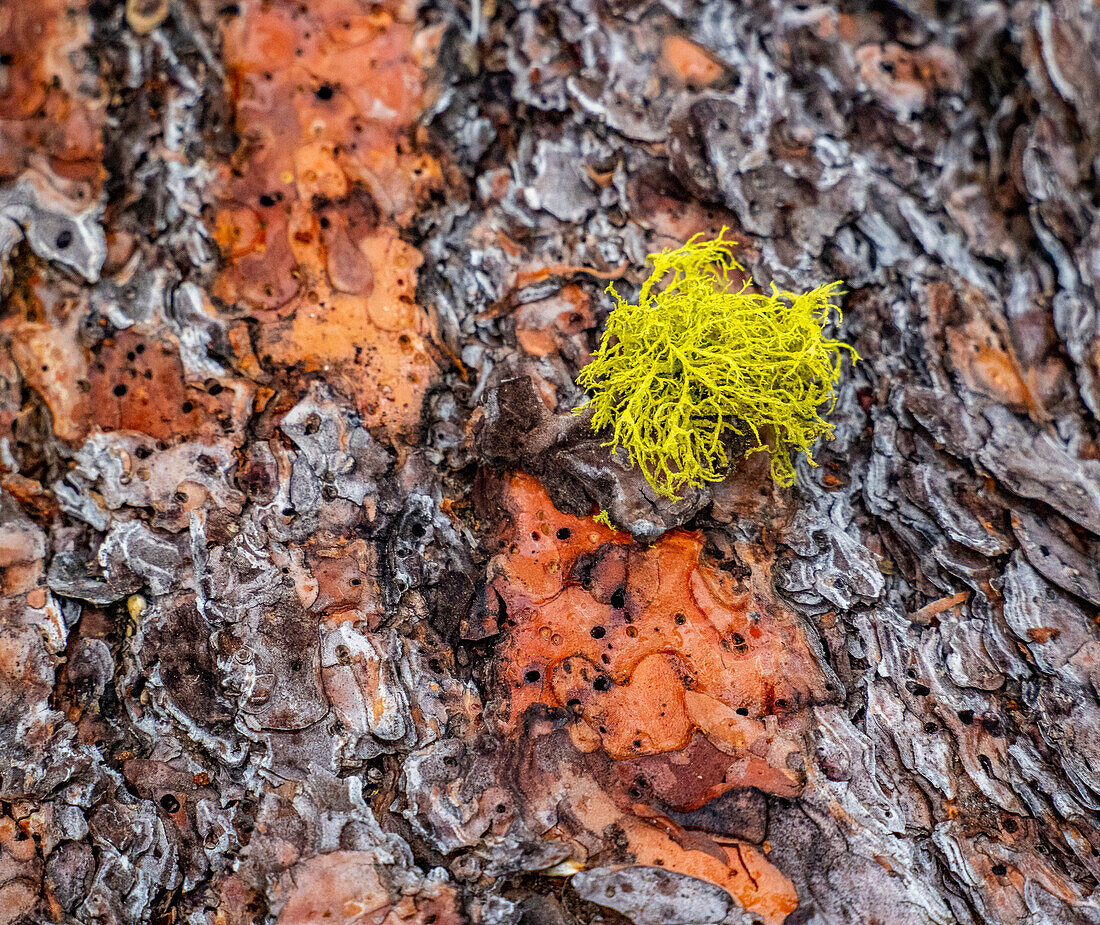 USA, Washington State, Table Mountain eastern Cascade Mountains Ponderosa Pine Bark