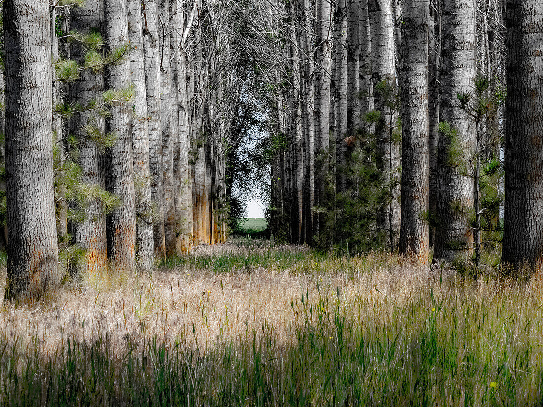 USA, Washington State, Othello grove of trees along Highway 26